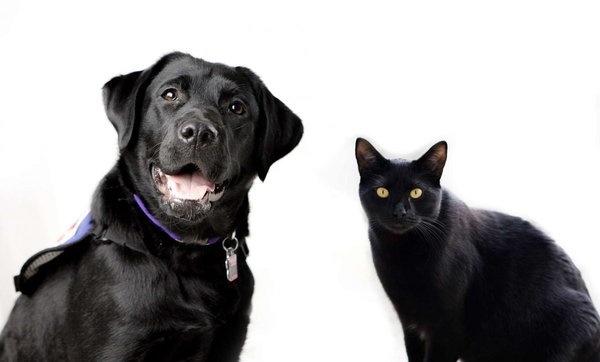 perros_gatos_negros