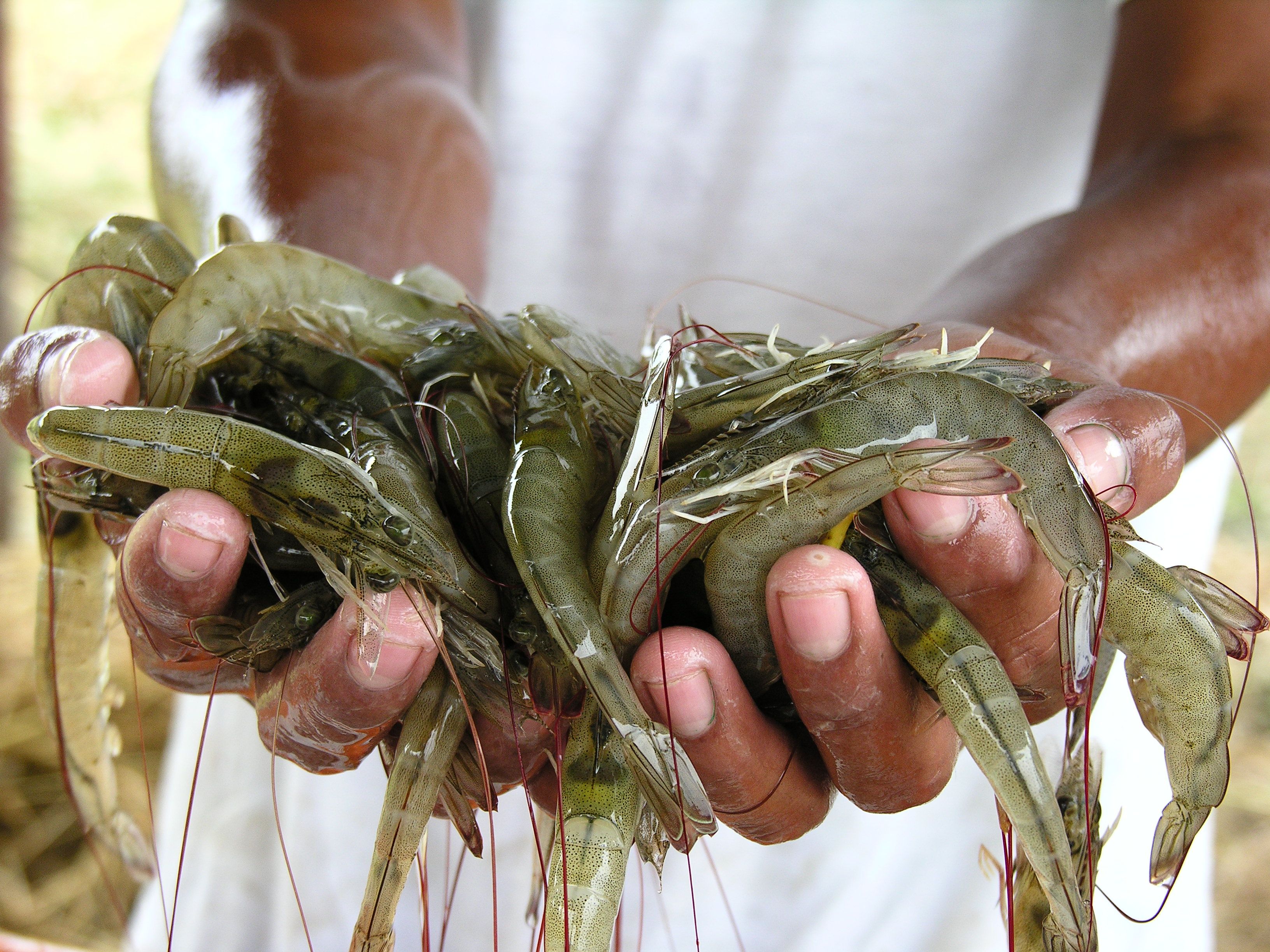 Producción, camaroneras en Jama | Asparagus, Shrimp, Food
