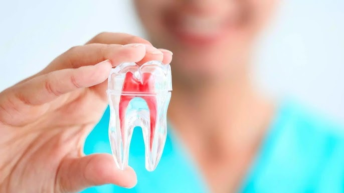 Pulpa Dental, una nueva fuente de células madre para tratar enfermedades neuronales