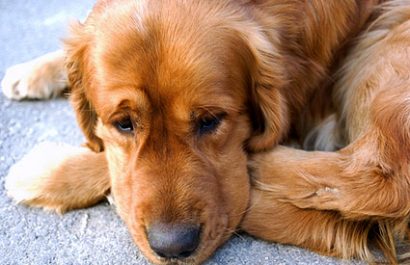 21-Dog-Having-Behavior-Problems-DT-425mk072911