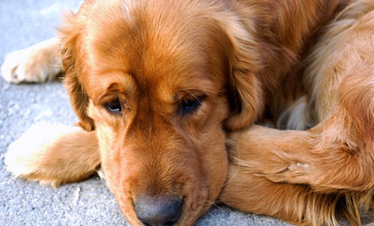 21-Dog-Having-Behavior-Problems-DT-425mk072911