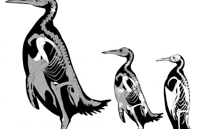 Científicos describen al pingüino más grande que ha existido nunca