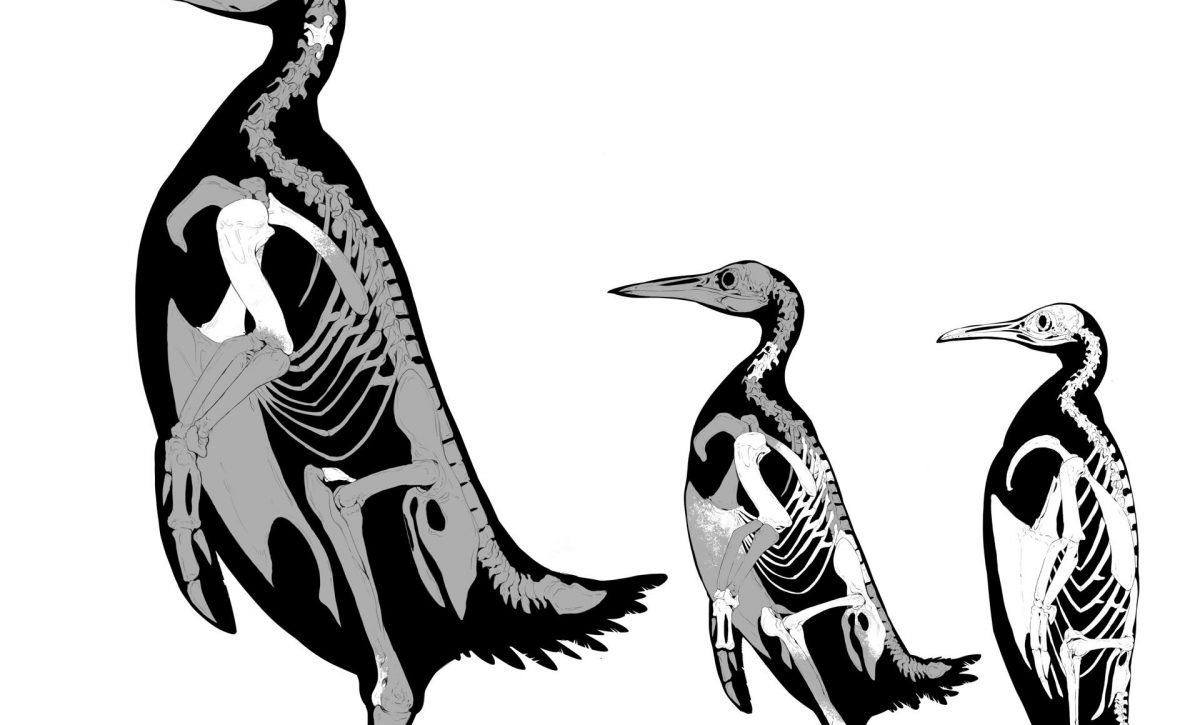Científicos describen al pingüino más grande que ha existido nunca