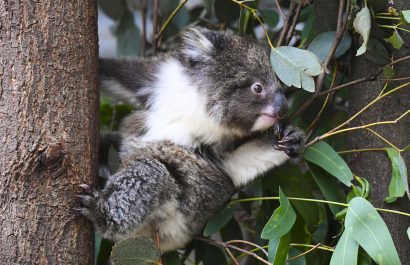La Tierra puede perder hasta un 10 % de la biodiversidad para 2050
