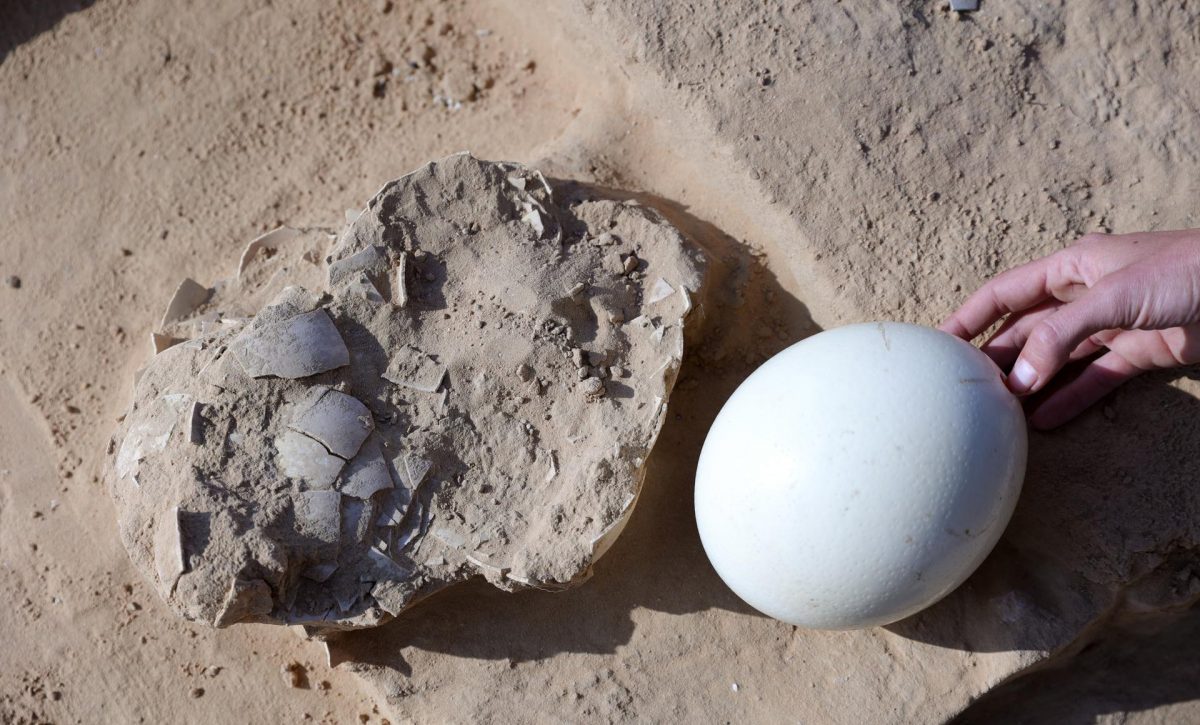 Hallan huevos de avestruz de hace más de 4.000 años en el desierto de Israel