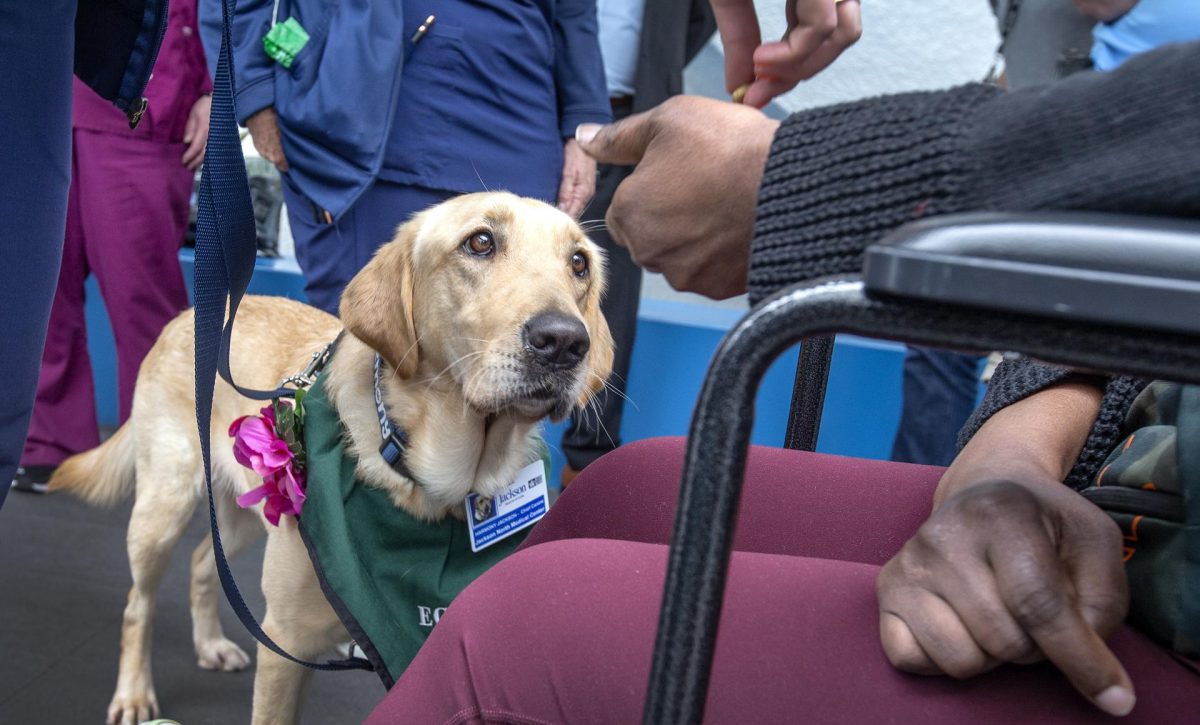 Una perra da afecto a pacientes en rehabilitación de un hospital de Florida