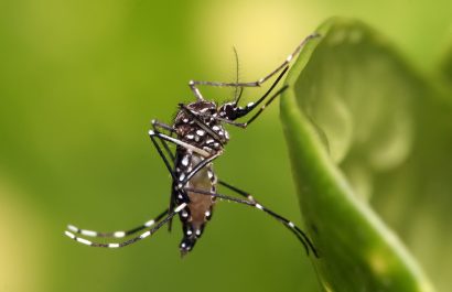 Aedes_aegypti