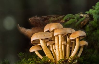 Descubren-en-Ecuador-una-especie-de-hongo-con-gran-potencial-antibacteriano