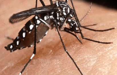 Figura-1-1-Mosquito-Aedes-aegypti-wwworientarblogspotcom