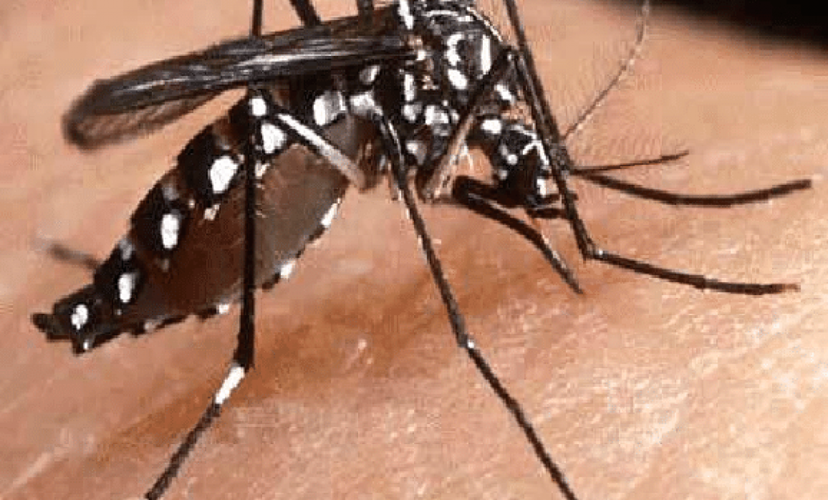 Figura-1-1-Mosquito-Aedes-aegypti-wwworientarblogspotcom