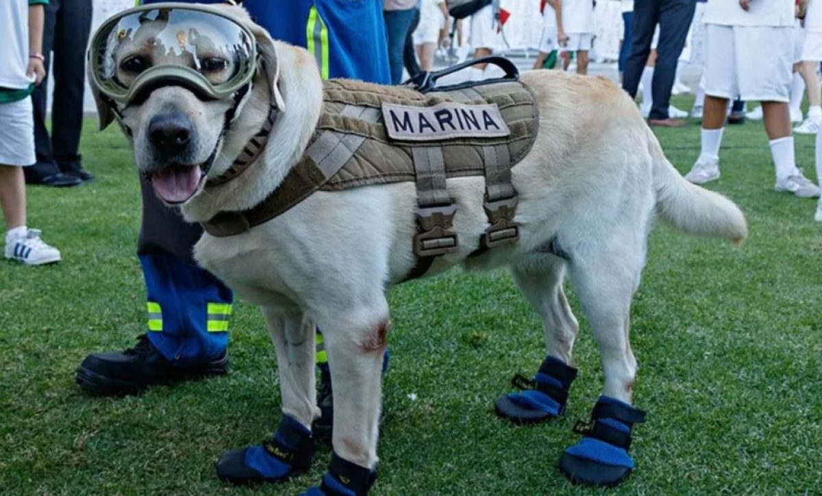 Frida-perrita-que-trabajo-en-rescate-en-el-terremoto-de-Ecuador