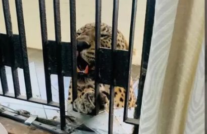 Leopardo-irrumpe-en-tribunal-y-hiere-a-5-personas