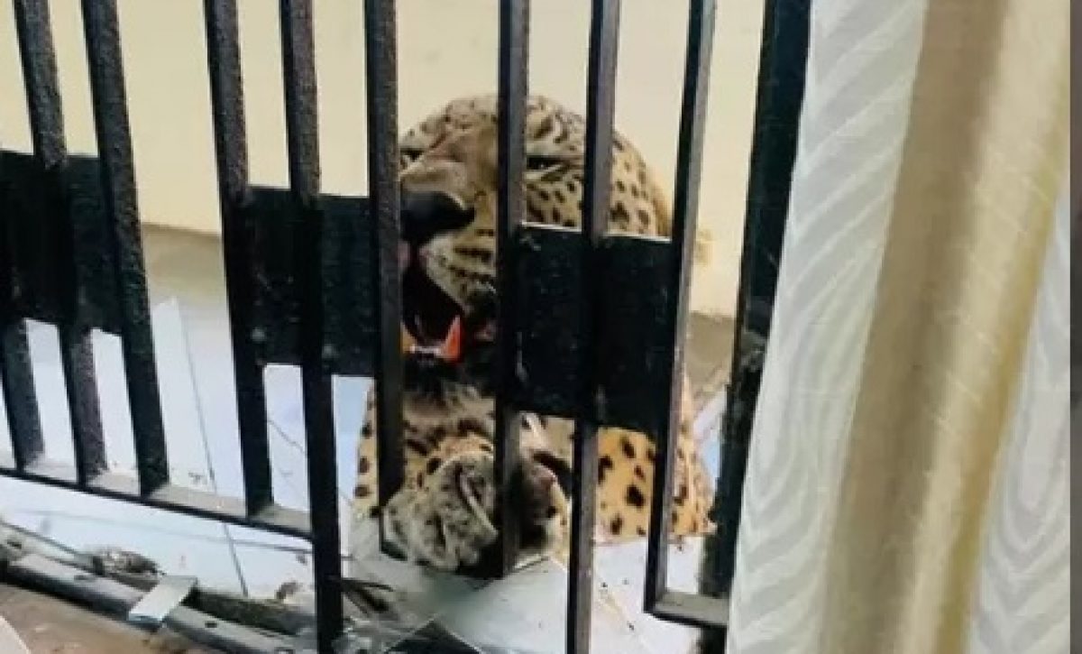 Leopardo-irrumpe-en-tribunal-y-hiere-a-5-personas