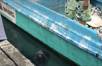 Lobo-marino-causa-temor-en-el-muelle-de-Anconcito