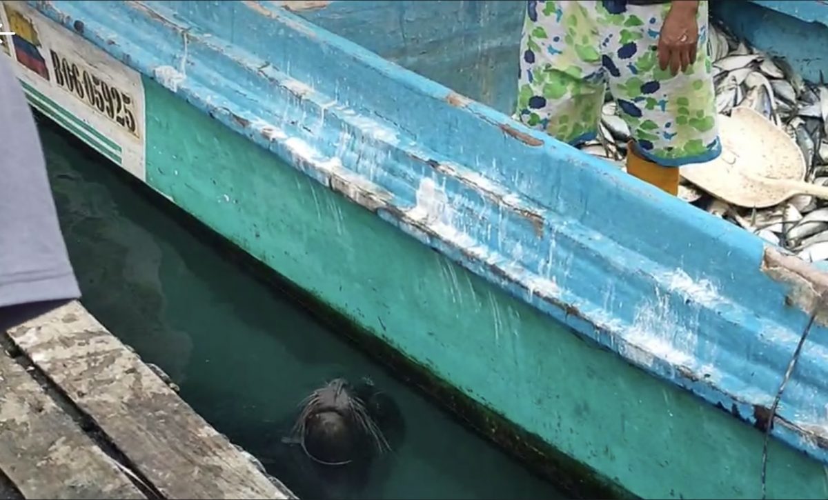 Lobo-marino-causa-temor-en-el-muelle-de-Anconcito