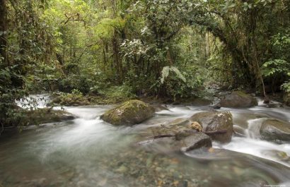 Los Cedros River, Cotacachi-Cayapas Reserve, West Slope, Ecuador.