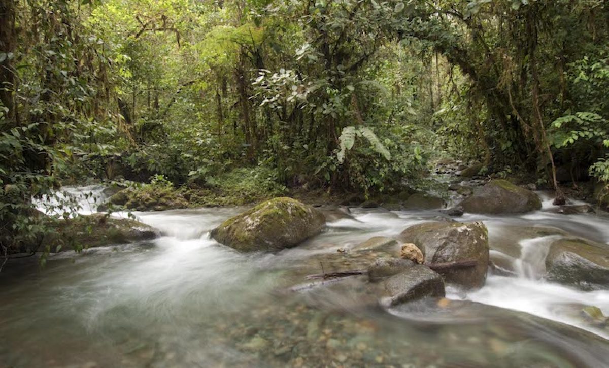 Los Cedros River, Cotacachi-Cayapas Reserve, West Slope, Ecuador.