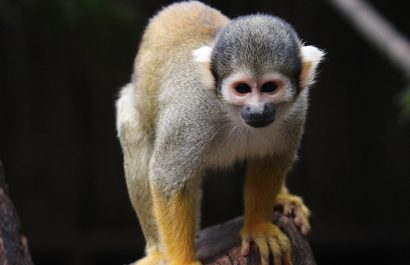Mono-ardilla-amarillo-o-saimiri-Animales-Faunia-4