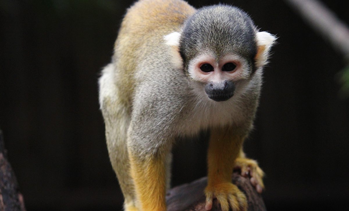 Mono-ardilla-amarillo-o-saimiri-Animales-Faunia-4