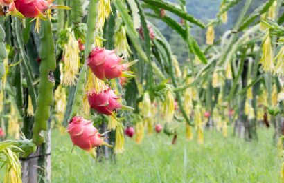Pitahaya