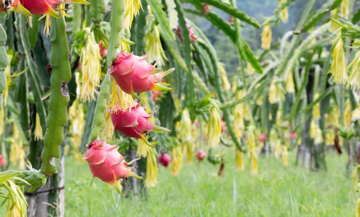 Pitahaya