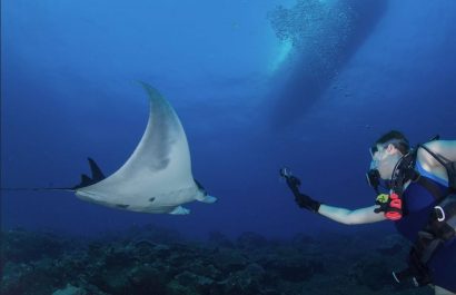Mantarraya