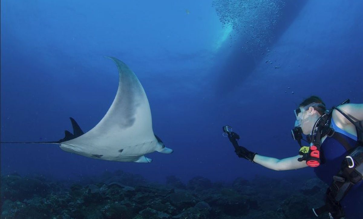 Mantarraya