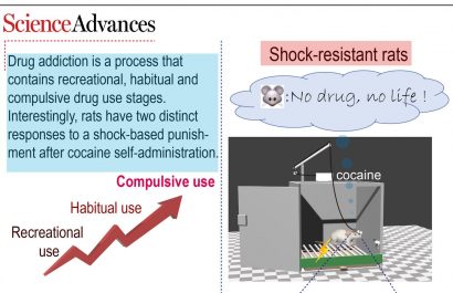 Identifican en ratones un circuito cerebral vinculado al consumo de cocaína