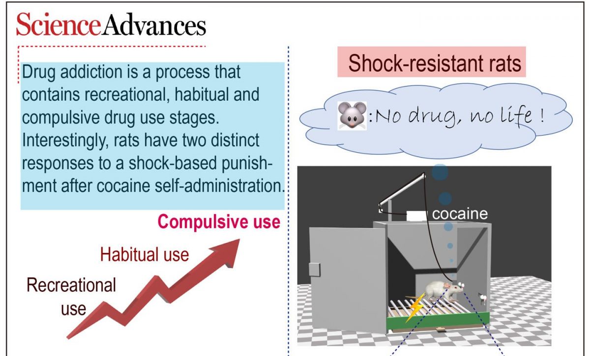 Identifican en ratones un circuito cerebral vinculado al consumo de cocaína