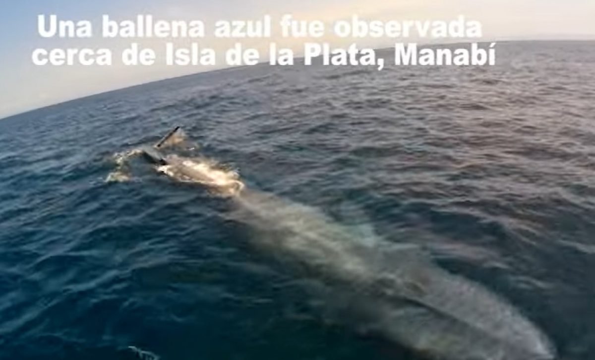 ballena-azul
