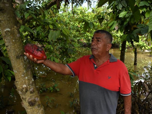 cacao-precio-produccion