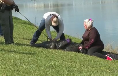 caiman-mata-a-abuelita