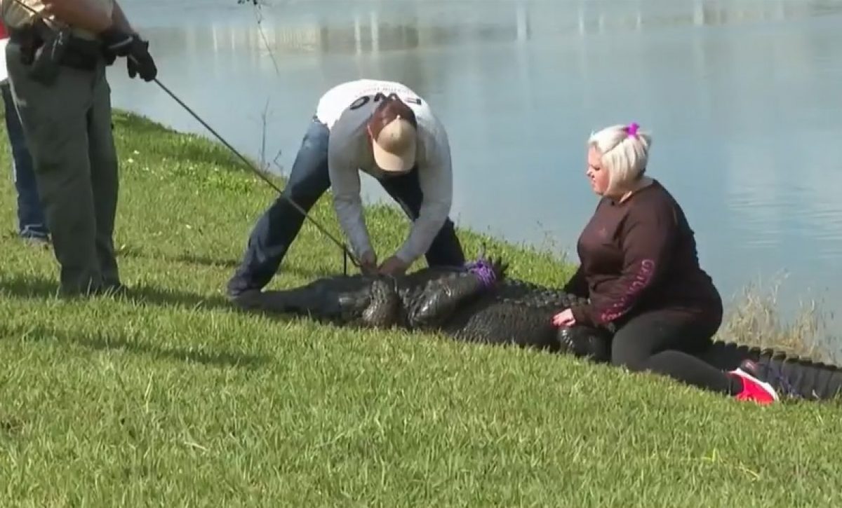 caiman-mata-a-abuelita