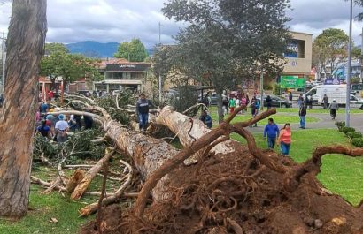 cronica-nina-murio-aplastada-por-un-arbol-en-un-parque-de-cuenca-azuay