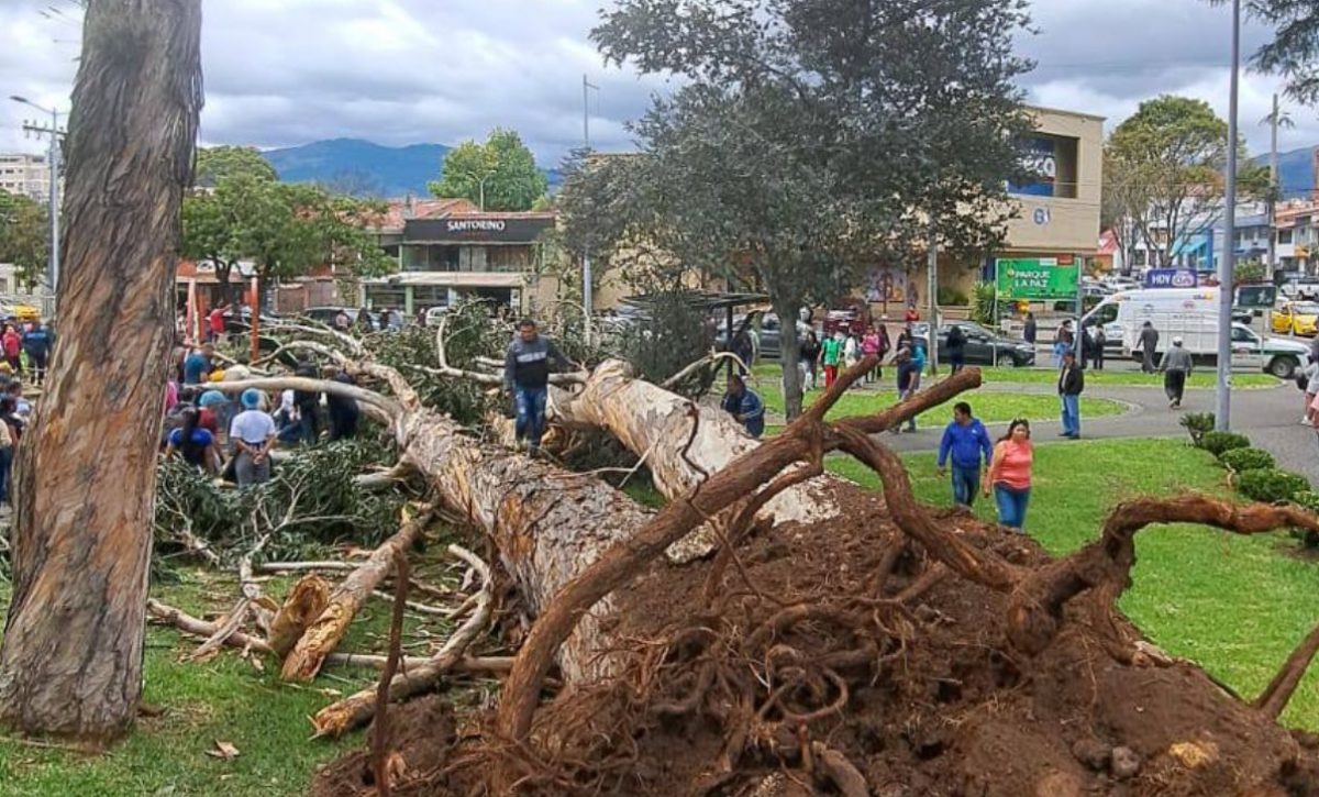 cronica-nina-murio-aplastada-por-un-arbol-en-un-parque-de-cuenca-azuay