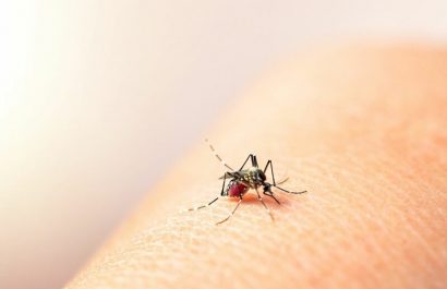 dengue-800x600-2