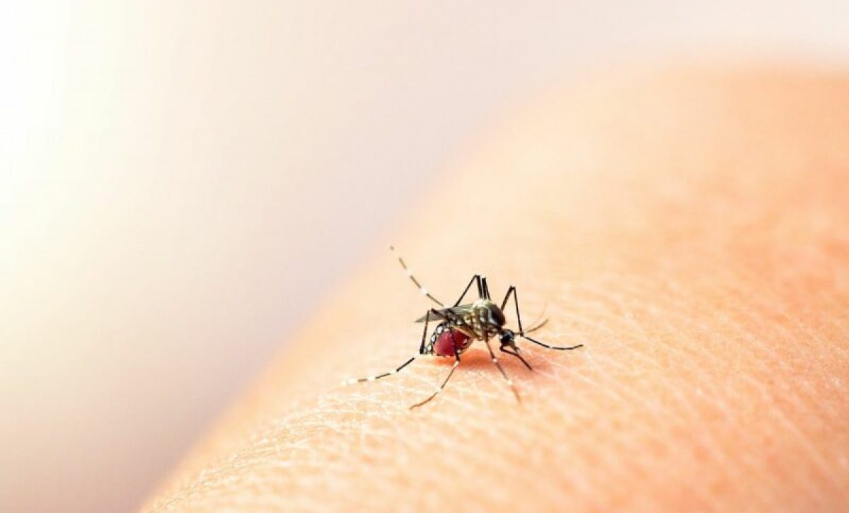 dengue-800x600-2