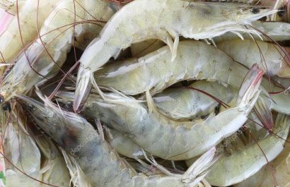 depositphotos_95610522-stock-photo-fresh-raw-shrimp-as-garnish