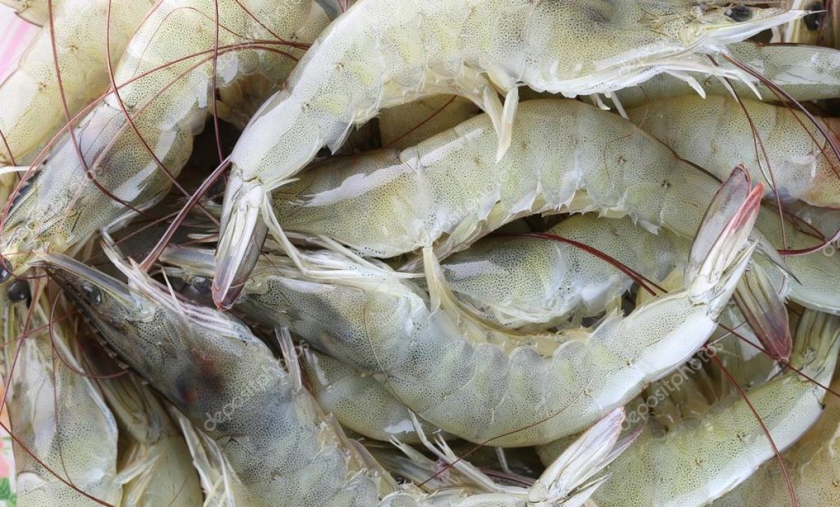 depositphotos_95610522-stock-photo-fresh-raw-shrimp-as-garnish