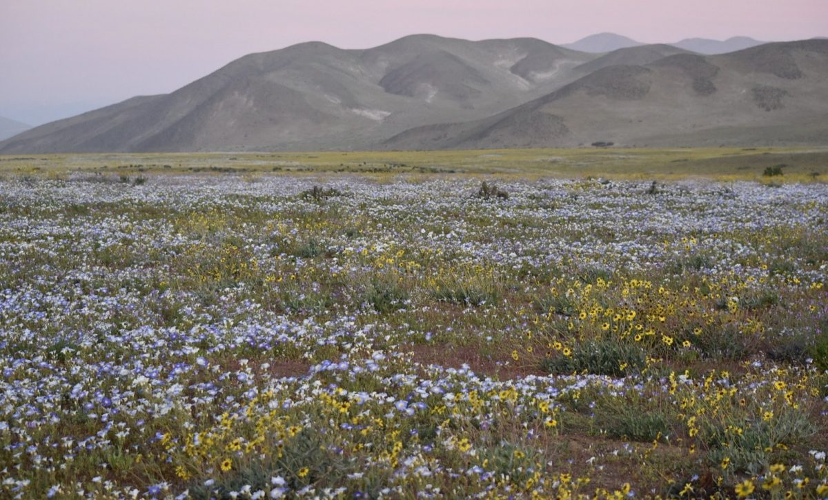 desierto-de-atacama