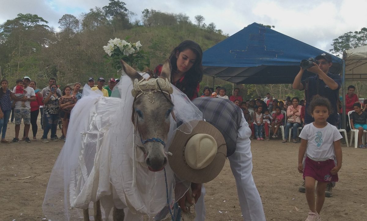 elegiran-a-la-burra-mas-bonita-en-san-vicente-manabi