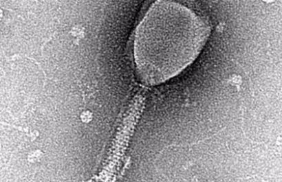 Los virus que infectan a bacterias pueden comunicarse entre sí para establecer estrategias de contagio
