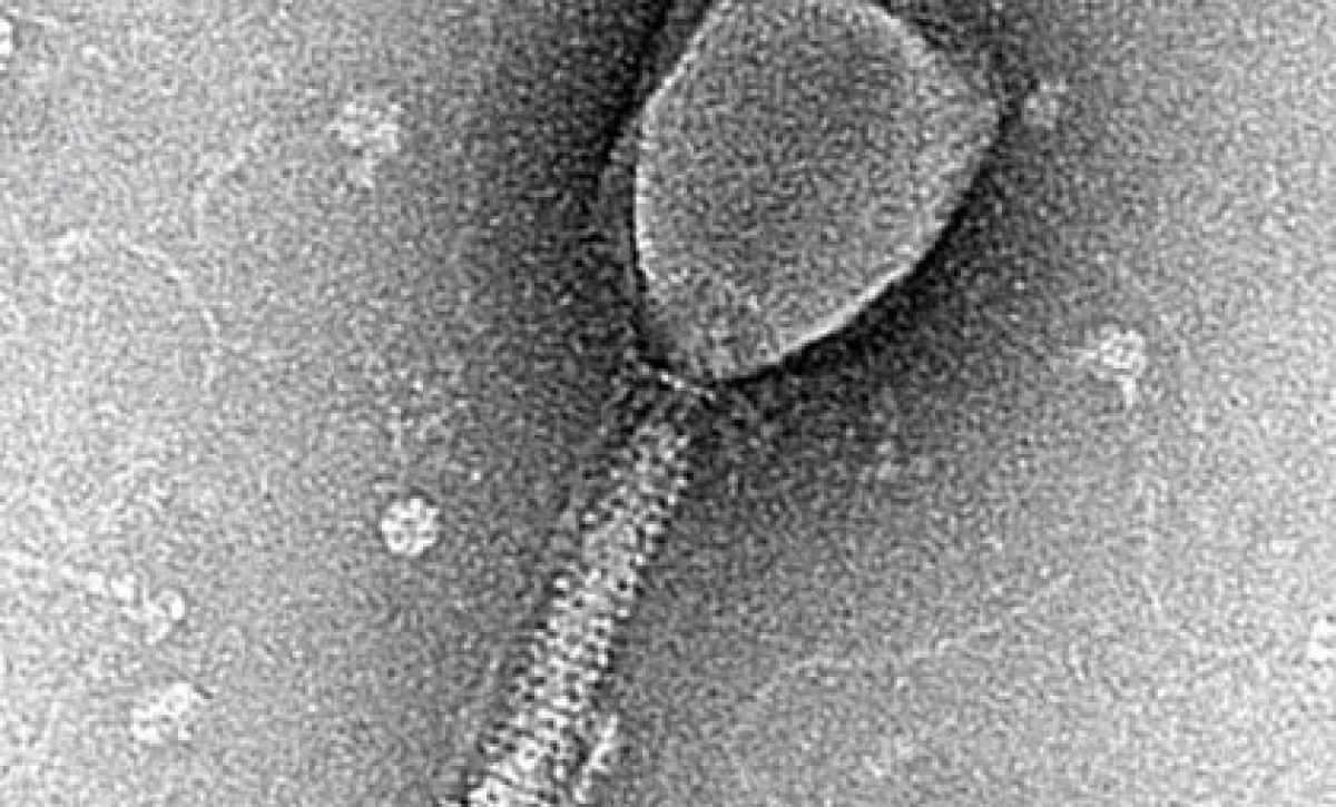 Los virus que infectan a bacterias pueden comunicarse entre sí para establecer estrategias de contagio