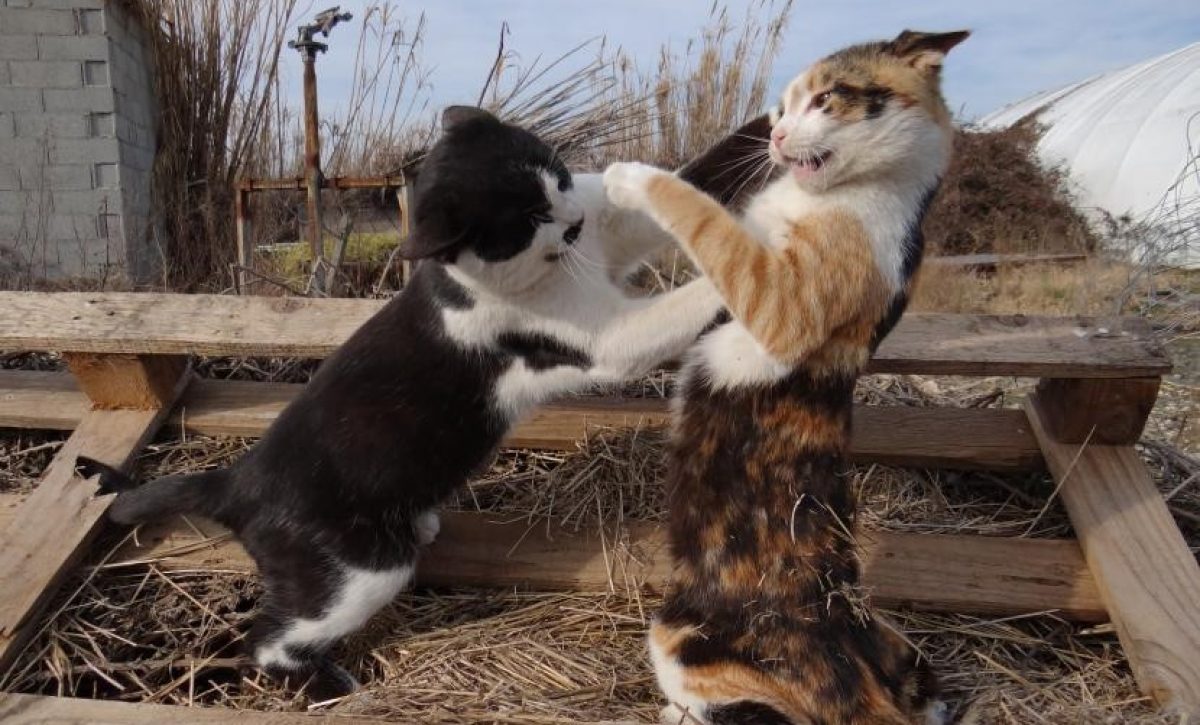 gatos