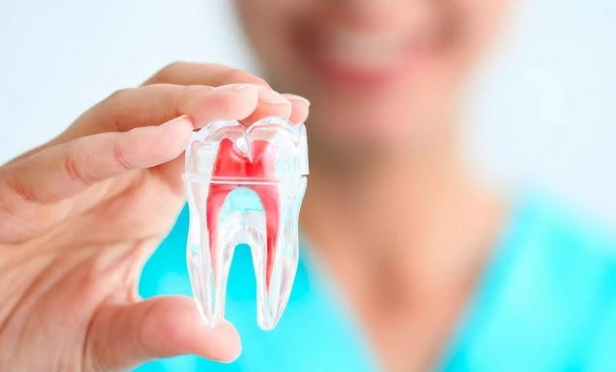 Pulpa Dental, una nueva fuente de células madre para tratar enfermedades neuronales