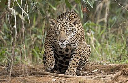 jaguar-panthera-onca-palustris-female-piquiri-river-2