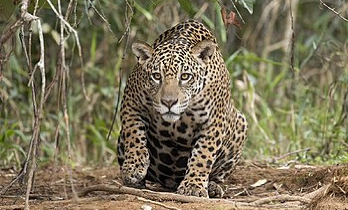 jaguar-panthera-onca-palustris-female-piquiri-river-2