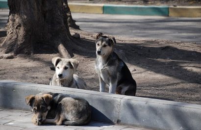 la-copa-del-mundo-2030-ha-generado-una-denuncia-que-ha-causado-preocupacion-en-organizaciones-protectoras-de-animales