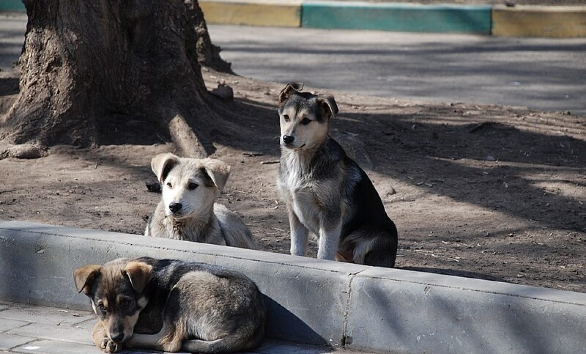 la-copa-del-mundo-2030-ha-generado-una-denuncia-que-ha-causado-preocupacion-en-organizaciones-protectoras-de-animales