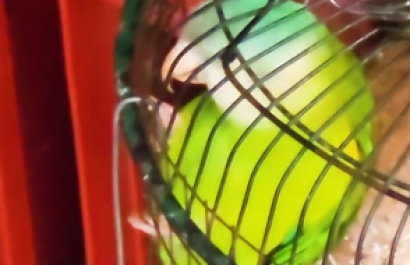 loro-1